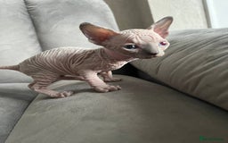 Sphynx cats for sale: TICA REGISTERED CANADIAN Elf Sphynx 1 kitten left  - Image 2