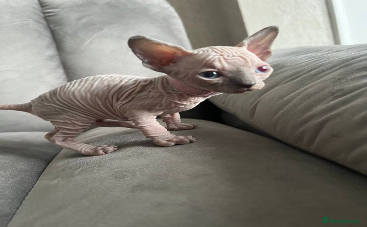 Sphynx cats - Advert 11
