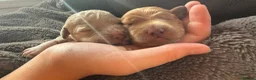 Goldendoodle dogs for sale: 🐾 8 beautiful goldendoodle pups 🐾 - Advert 18