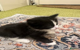British Longhair cats for sale: Beautiful & playful kittens ready for new home - Image 25