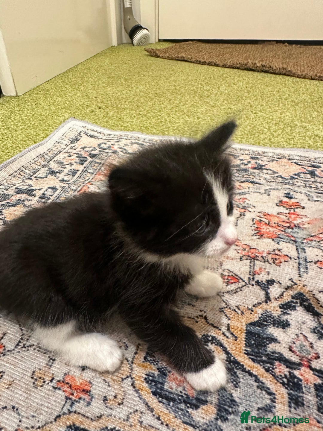 British Longhair cats for sale: Beautiful & playful kittens ready for new home - Image 25