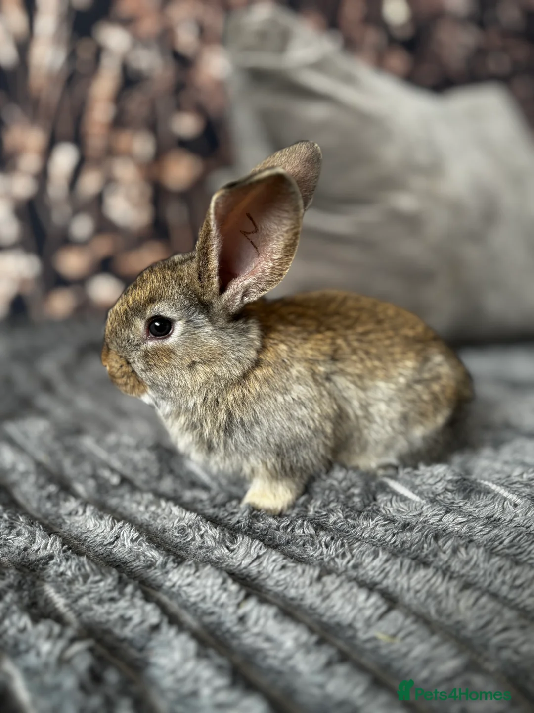 Continental Giant rabbits for sale: GERMAN GIANTS (continentals) 8 kits available  - Advert 7