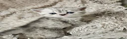 British Shorthair cats for sale: British Shorthair kittens!!!  - Advert 9