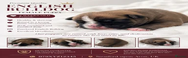 English Bulldog 2