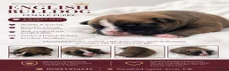 English Bulldog dogs for sale: Beutiful Registered English bulldogs - Advert 2