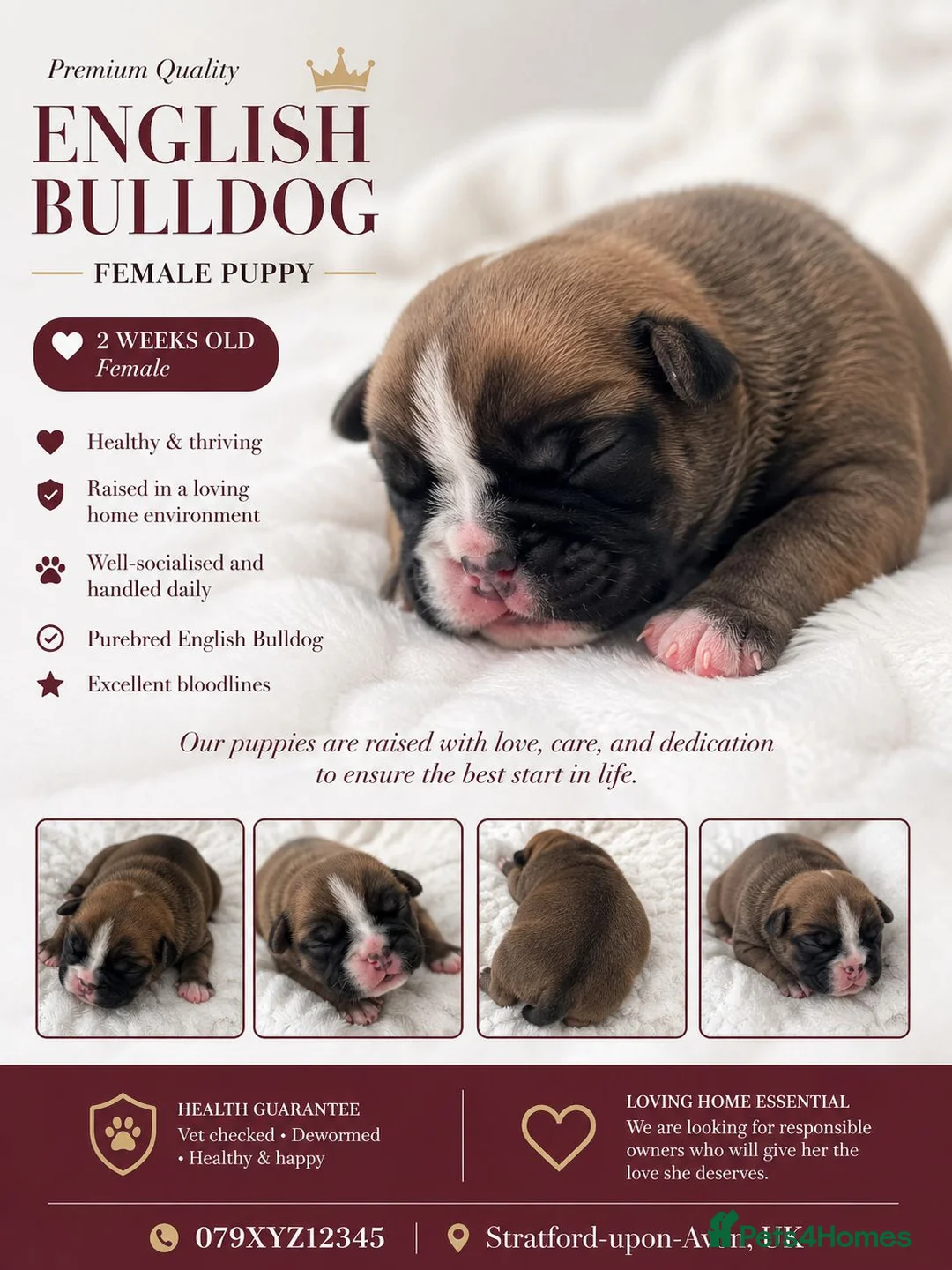 English Bulldog dogs for sale: Beutiful Registered English bulldogs - Advert 2