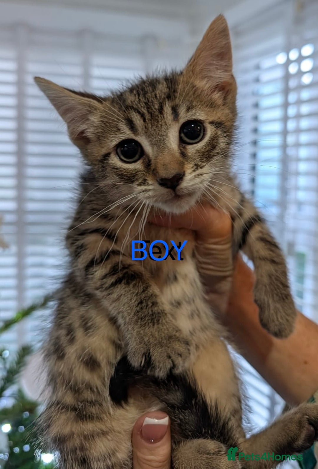 Mixed Breed cats for sale: British short haired Cross - Advert 8