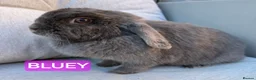 Mini Lop rabbits for sale: Rescue bunnies mini lops lion heads  in Goole - Advert 2
