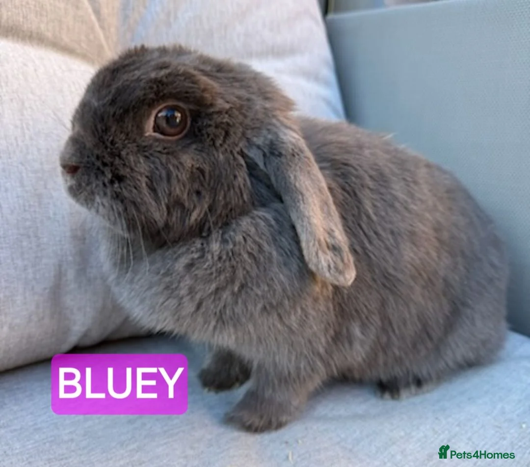 Mini Lop rabbits for sale: Rescue bunnies mini lops lion heads  in Goole - Advert 2