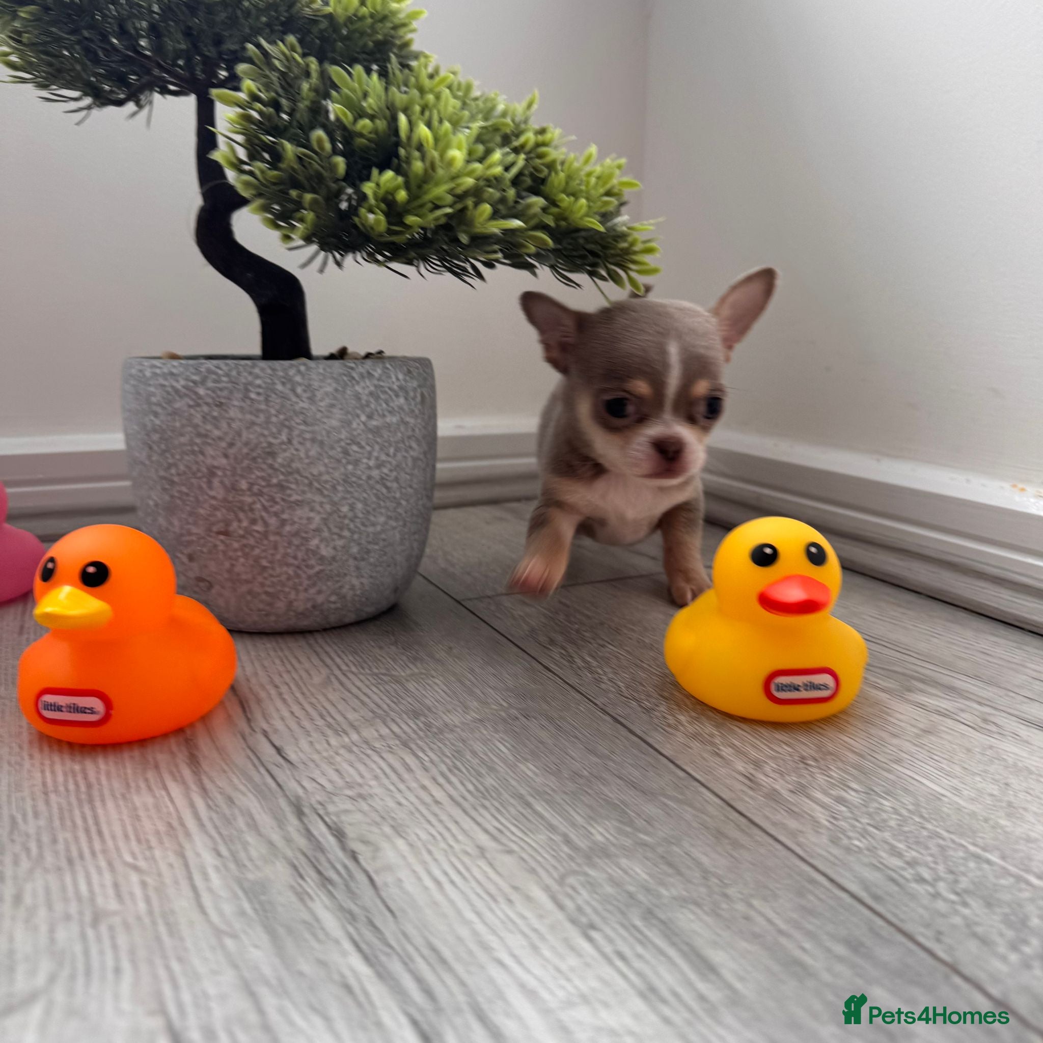 Chihuahua dogs  READY NOW KC Very small chihuahua puppies - Advert 19