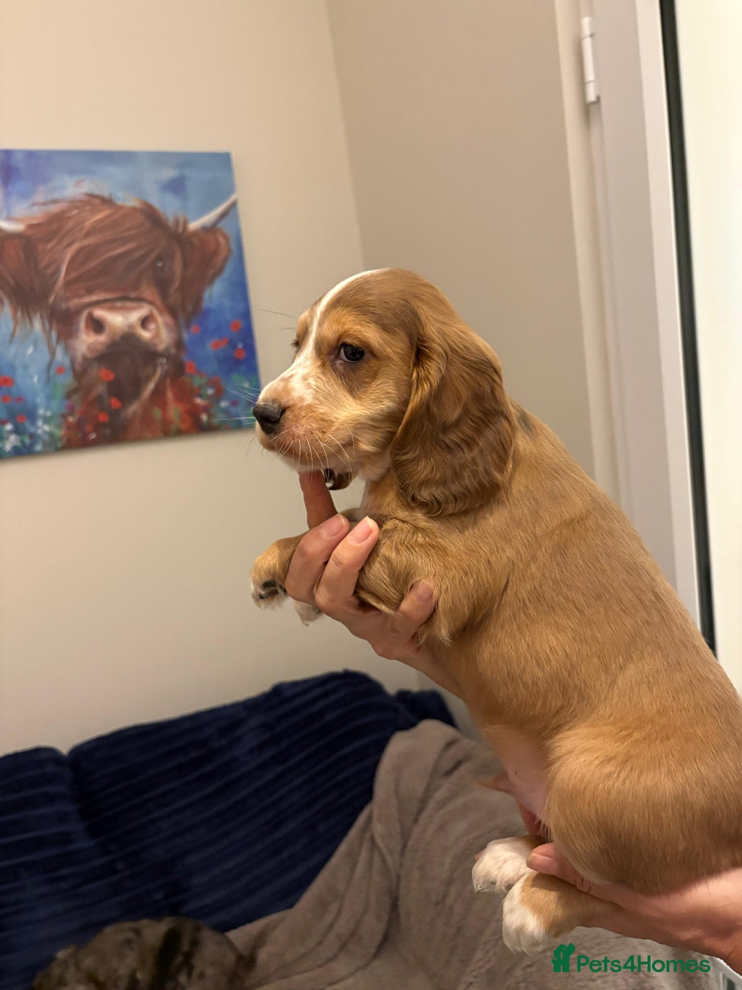 Cocker Spaniel dogs for sale: Show type KC and DNA health tested parents  - Advert 5