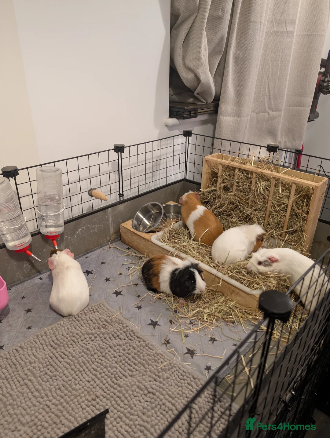 Guinea Pig rodents for sale: Female Guinea Pig Herd in Leicester - Advert 1
