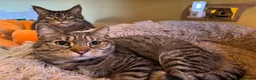 Mixed Breed cats for sale: Two beautiful tabby boys ready to rehome - Advert 1