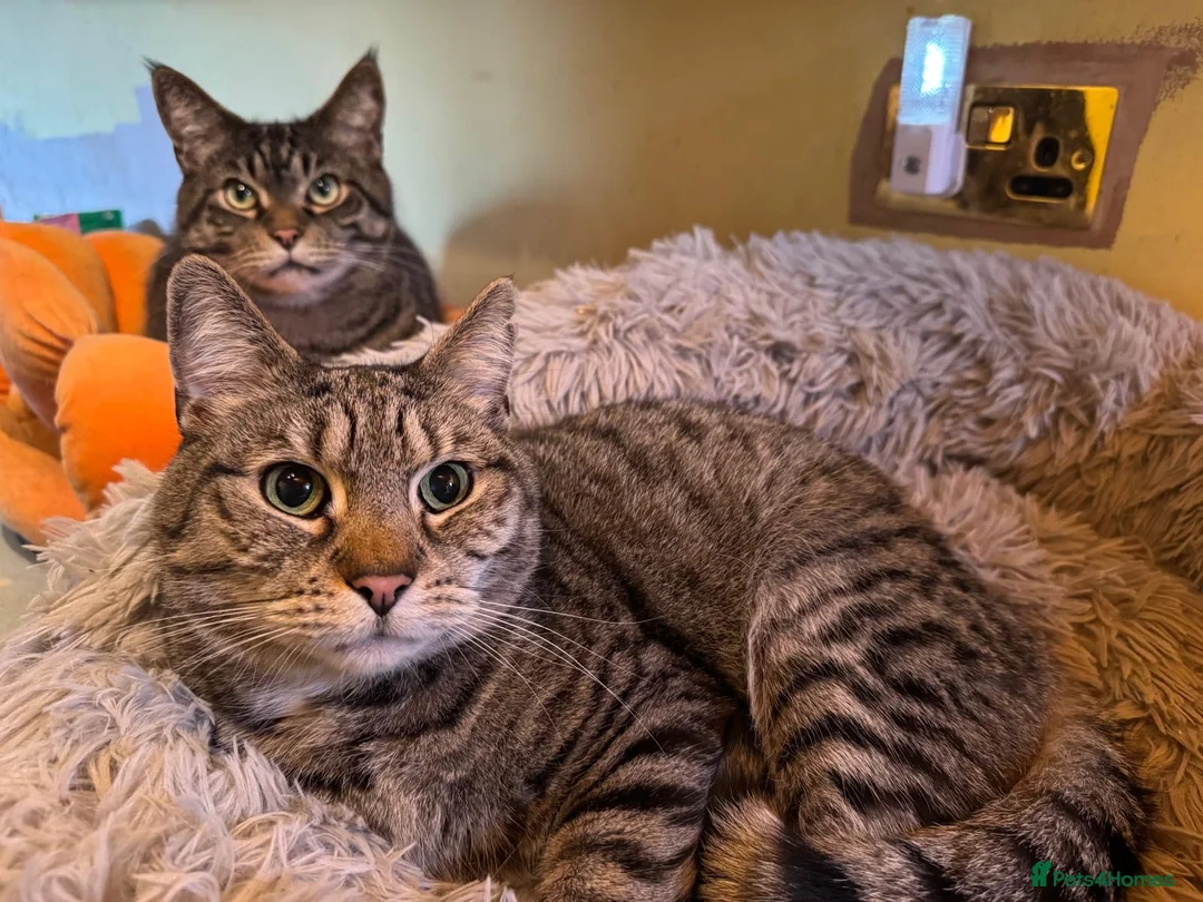 Mixed Breed cats for sale: Two beautiful tabby boys ready to rehome - Advert 1