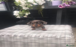 Dachshund dogs for sale: Ready now 5 miniature dashound    - Image 1