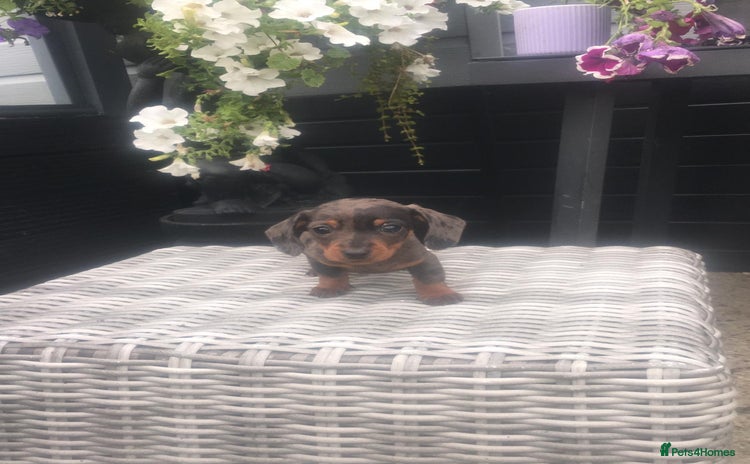 Dachshund dogs - Advert 11