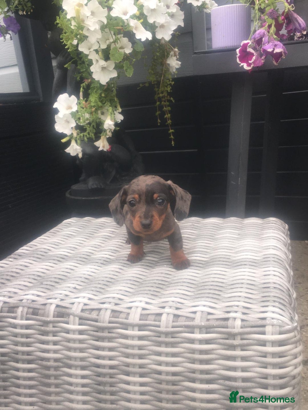 Dachshund dogs for sale: Ready now 5 miniature dashound    - Image 1