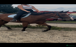 English Thoroughbred horses for sale: Super safe and easy mare  - Image 3