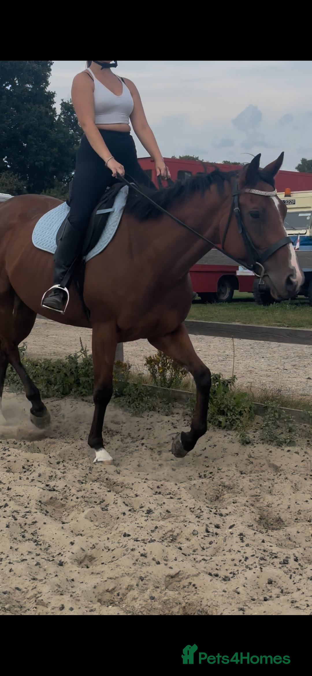 English Thoroughbred horses for sale: Super safe and easy mare  - Image 3