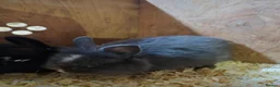 Mixed Breed rabbits for sale: Baby rabbits for sale - Advert 5