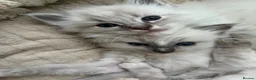 Ragdoll cats for sale: Ragdoll kittens - Advert 2