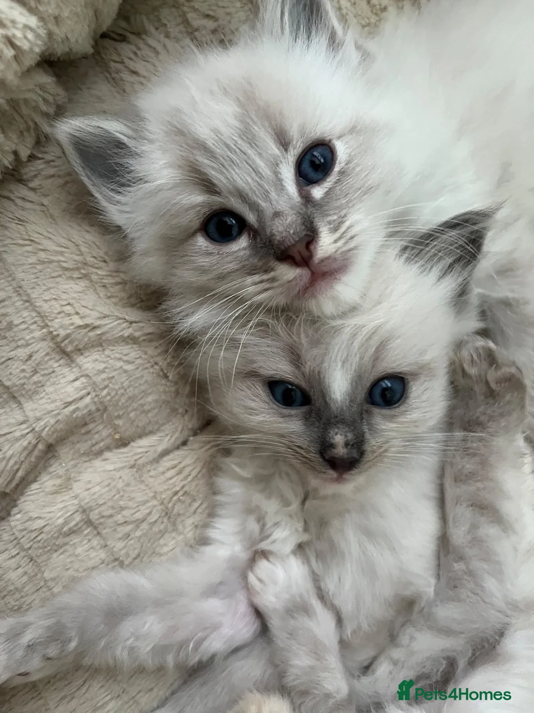 Ragdoll cats for sale: Ragdoll kittens - Advert 2