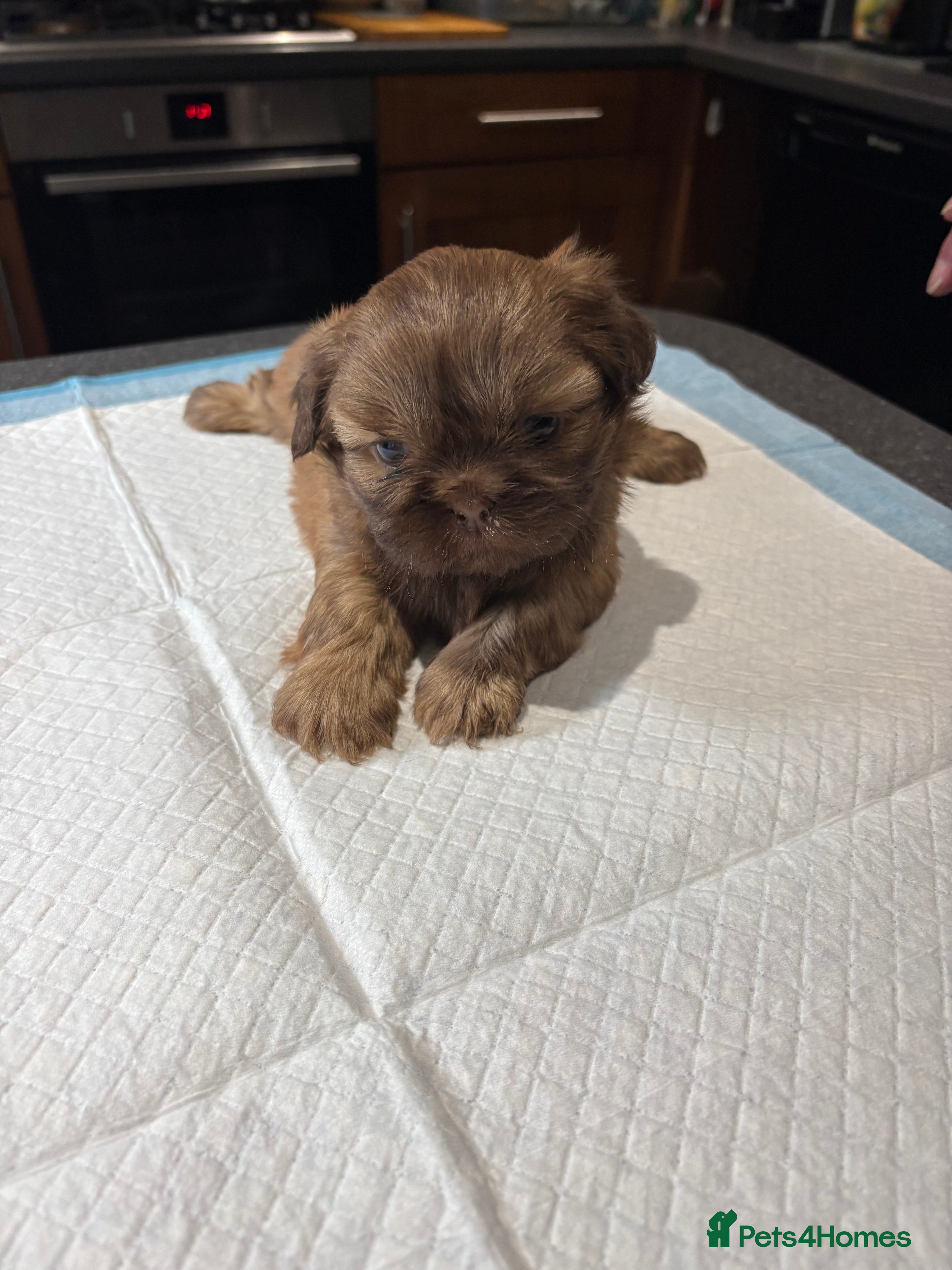 Shih Tzu dogs Karashishi shih tzu - Advert 15