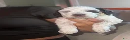 Cockapoo dogs for sale: Reduced! Fully health checked f2 Cockapoo puppy’s  - Advert 19