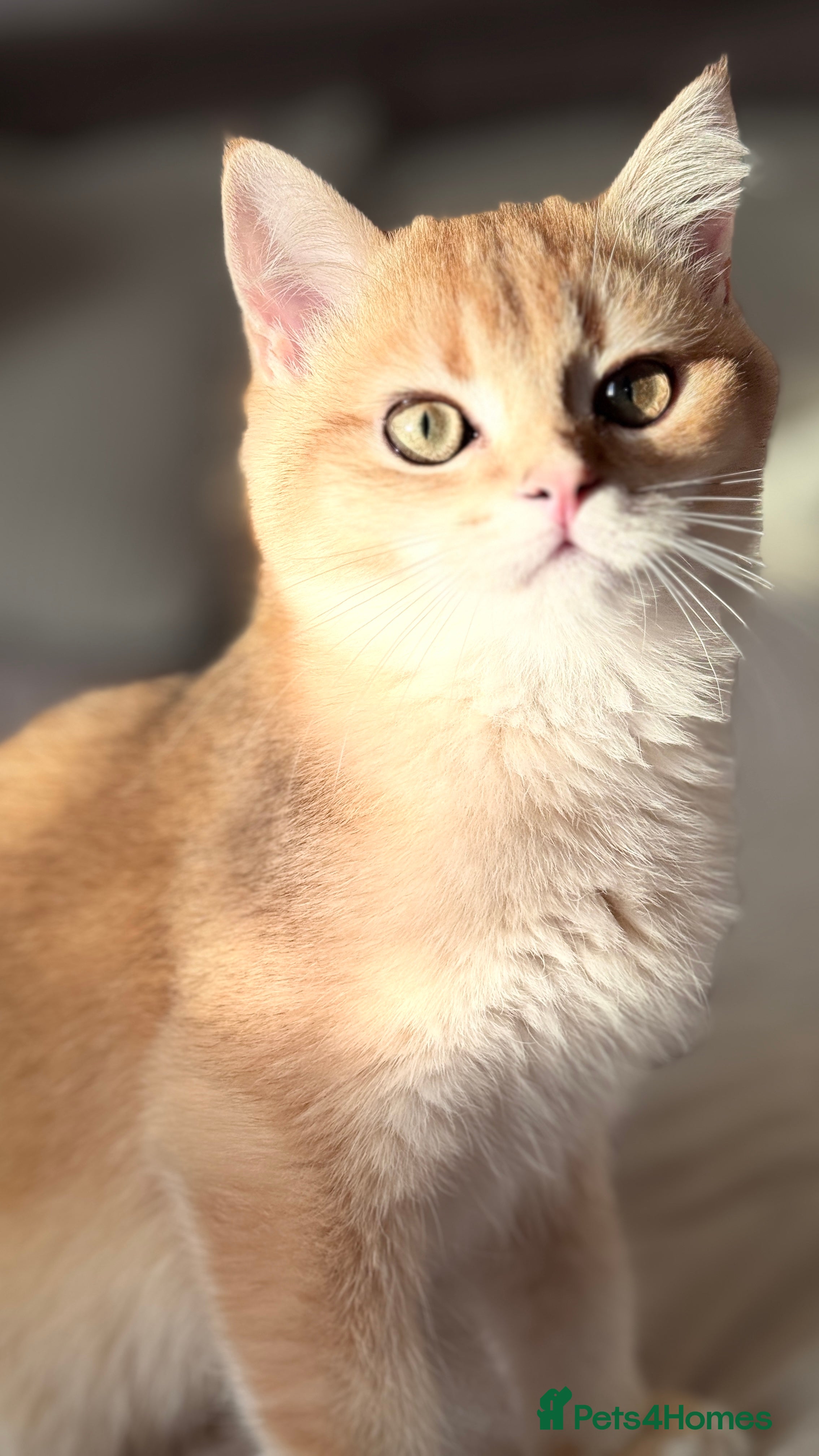 British Shorthair cats GCCF BSH ONE BOY READY TO GO GOLDEN BLACK TIPPED  - Advert 1