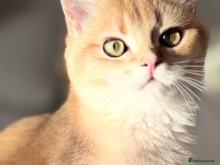 British Shorthair cats GCCF BSH ONE BOY READY TO GO GOLDEN BLACK TIPPED - Advert 1