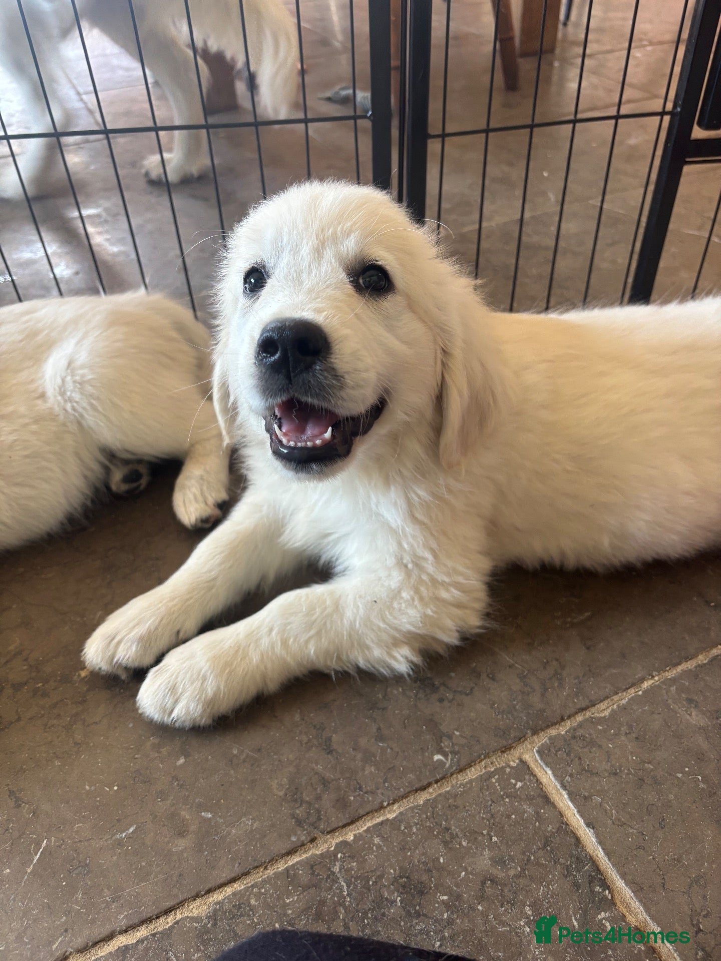 Golden Retriever dogs Kc golden retriever pups health tested parents - Advert 1