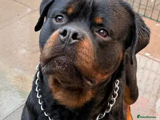 Rottweiler dogs KC ROTTWEILER FOR STUD - Advert 11