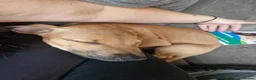 Mixed Breed dogs for sale: Beautiful saluki cross girl - Advert 4