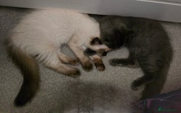 Maine Coon cats for sale: Maine Coon /Ragdoll Cross - Image 17