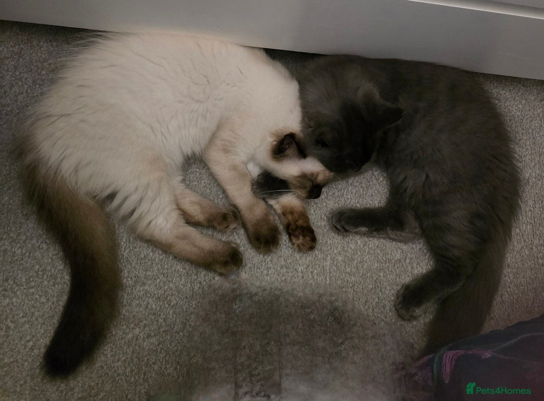 Maine Coon cats for sale: Maine Coon /Ragdoll Cross - Image 17