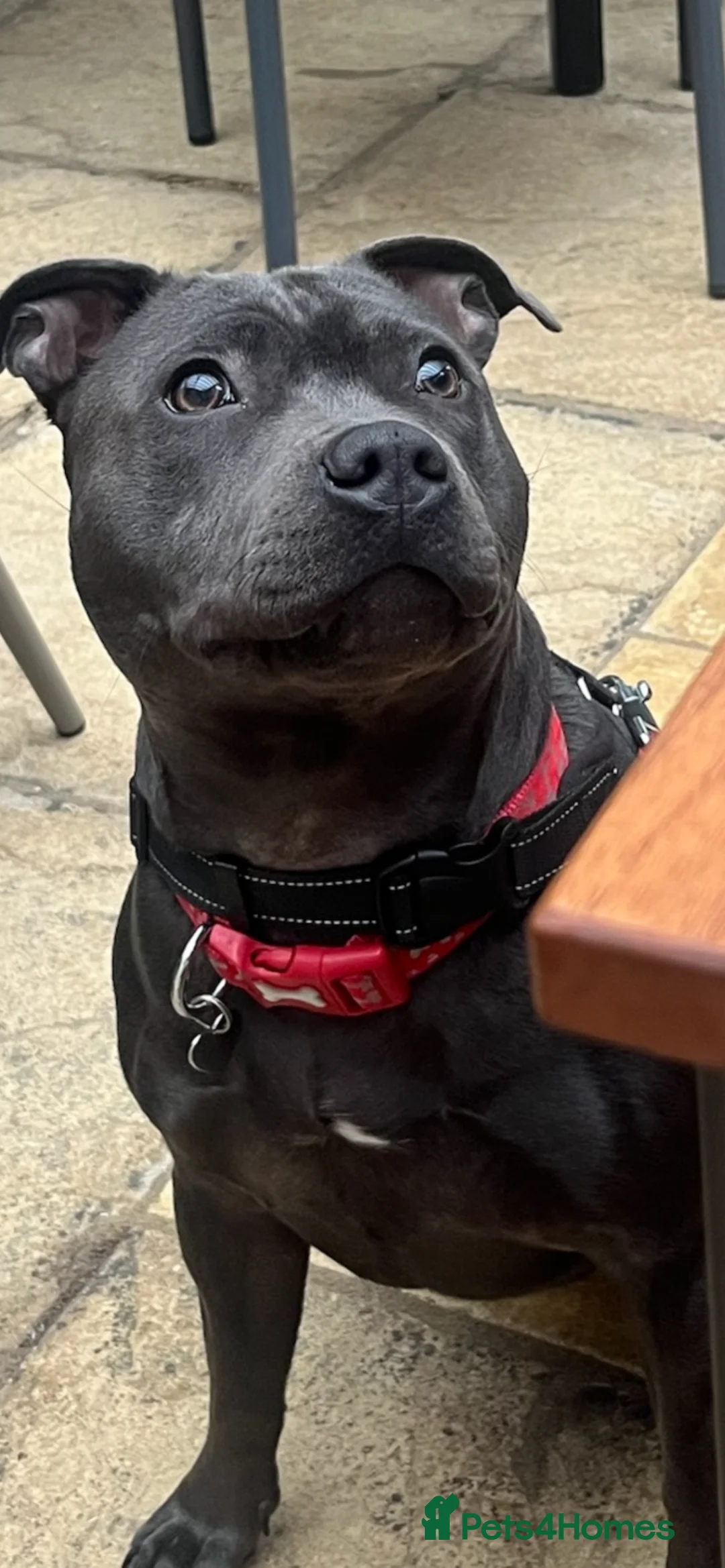 Staffordshire Bull Terrier dogs for sale: Blue Staffordshire Bull Terriers  - Advert 1