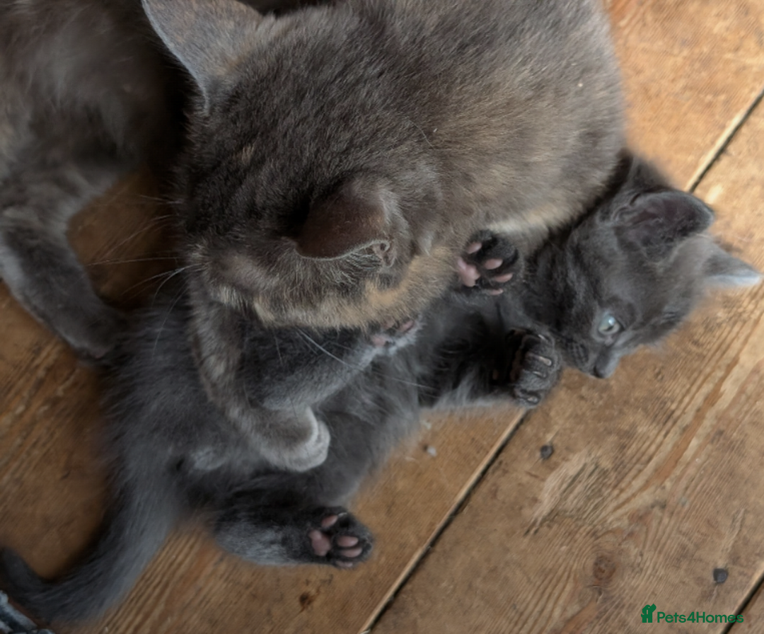 Mixed Breed cats for sale: Ready for Summer Holidays  - Image 7