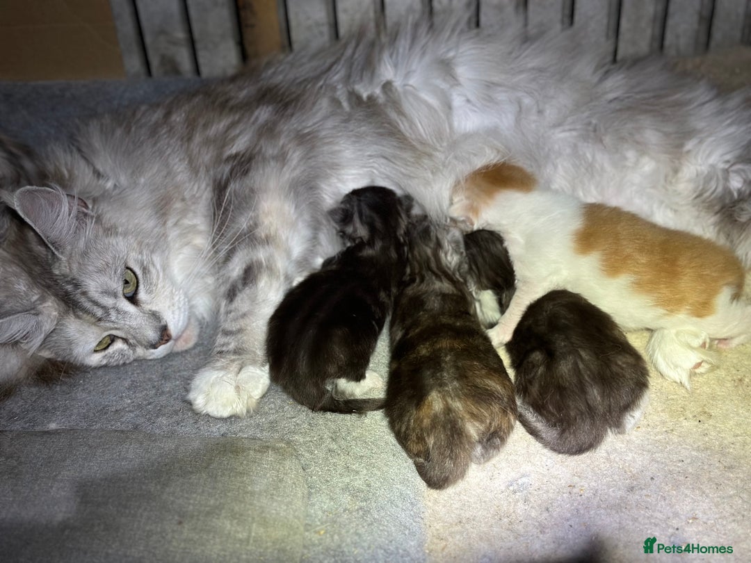 Maine Coon cats for sale: Beautiful Maine Coon kittens - Image 7