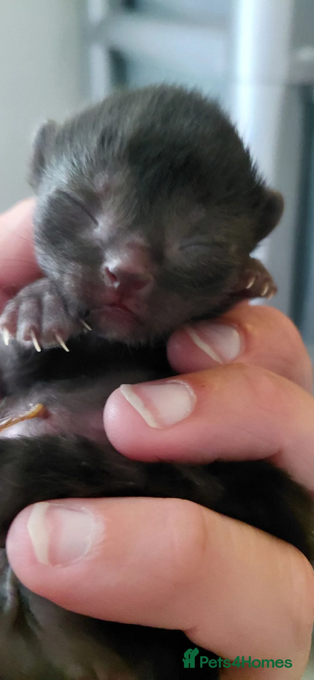 Domestic Shorthair cats for sale: Domestic short hair  - Advert 6