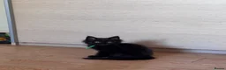 Maine Coon cats for sale: 🐾 BEAUTIFUL BLACK SMOKE MAINE COON KITTENS 🐾 - Advert 25