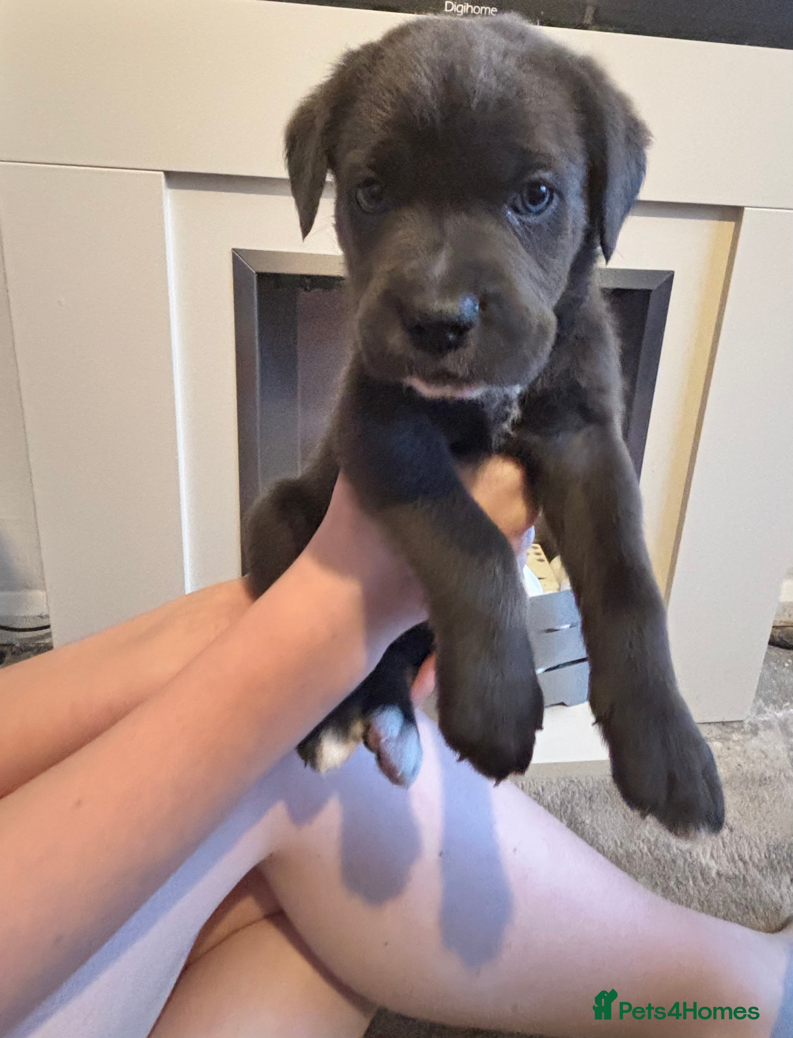 Cane Corso dogs 7 Pure Cane Corso puppies Availabe  - Advert 2