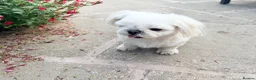 Maltese dogs for sale: Full Korean Male Maltese - Advert 23