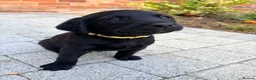 Labrador Retriever dogs for sale: Puppys For Forever Homes - Advert 8