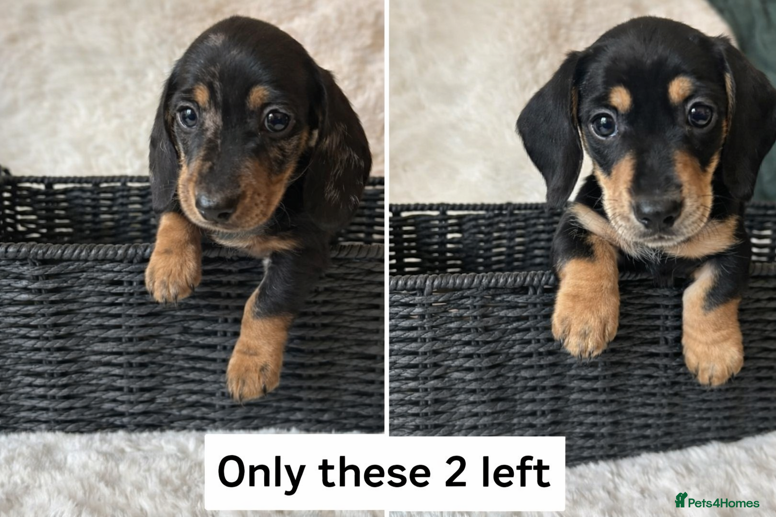 Miniature Dachshund dogs ✨ Miniature Dachshund Puppies ✨ - Advert 12