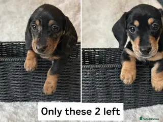 Miniature Dachshund dogs ✨ Miniature Dachshund Puppies ✨ - Advert 7