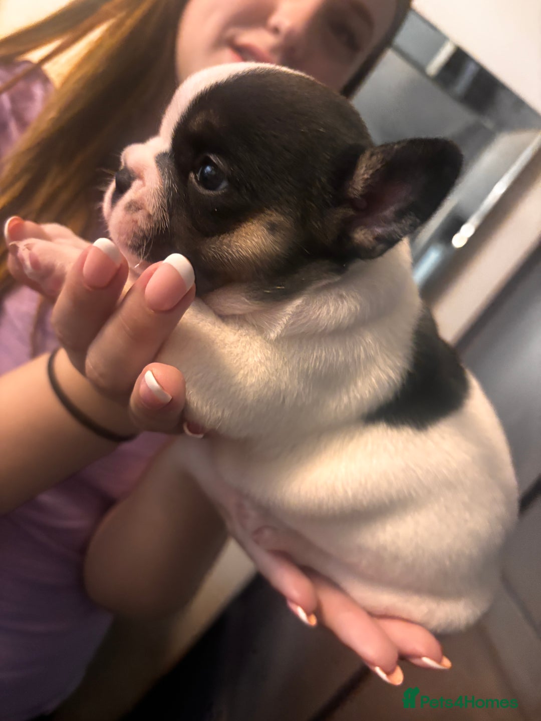 French Bulldog dogs for sale: Beautiful chunky Frenchie pups - Image 15