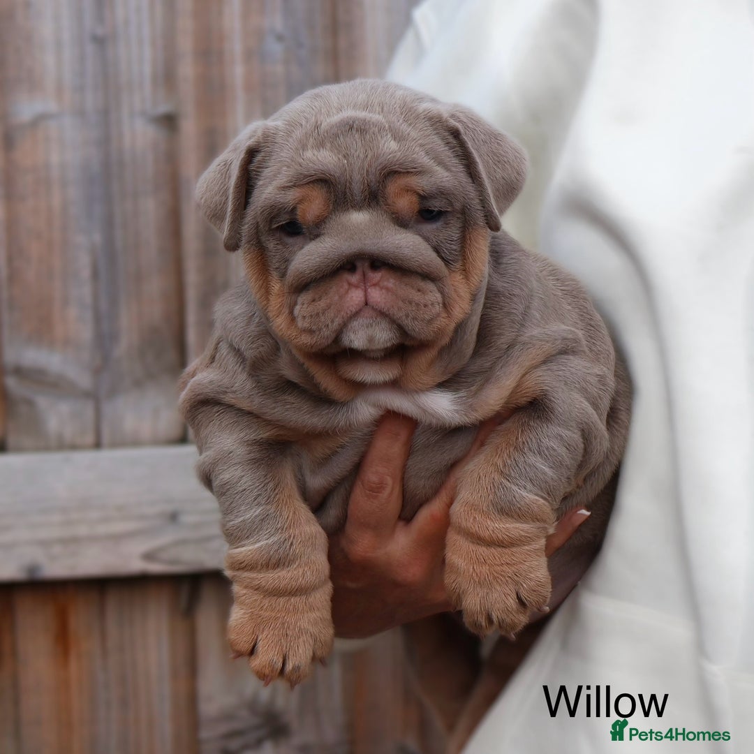 English Bulldog dogs for sale: Outstanding English bulldog puppies - Image 8