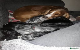 Sprocker dogs for sale: Sprockers 3/4 Cocker spaniel puppies for sale - Image 4