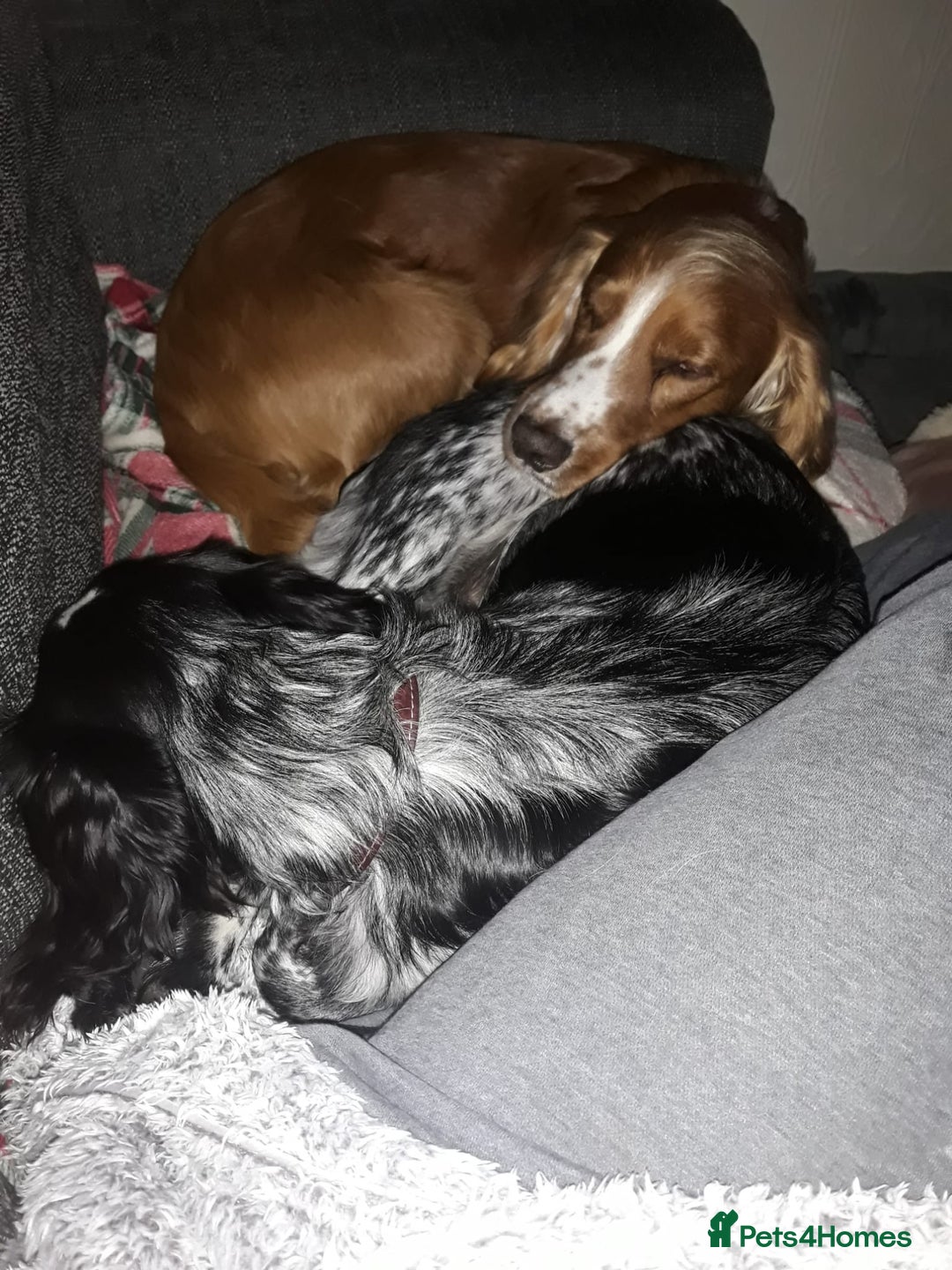 Sprocker dogs for sale: Sprockers 3/4 Cocker spaniel puppies for sale - Image 4