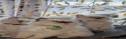 Ragdoll cats for sale: 4 absolutely stunning ragdoll kittens  - Advert 5